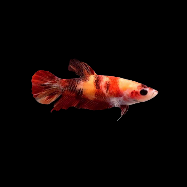 Premium Betta Female Dragon Nemo 3cm - Real Aquatics