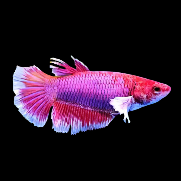 Premium Betta Female Elephant Ear Pink Based 3cm - Real Aquatics