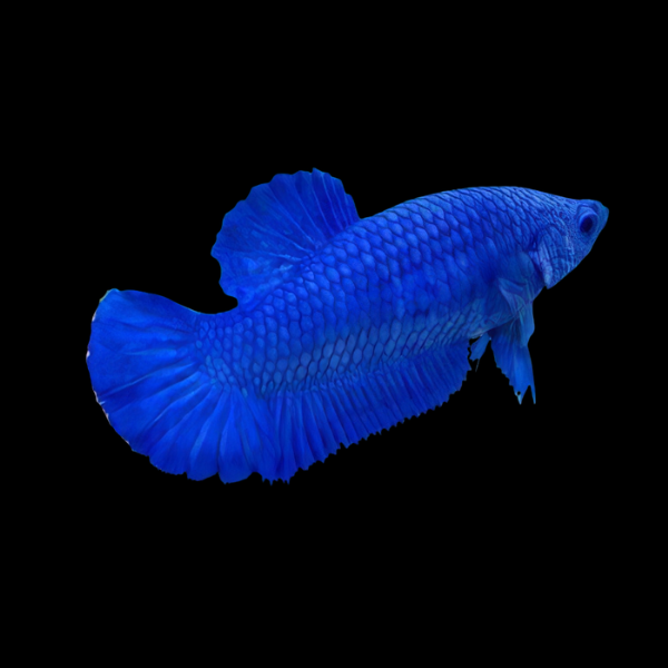 Premium Betta Female Hellboy Blue 3cm - Real Aquatics