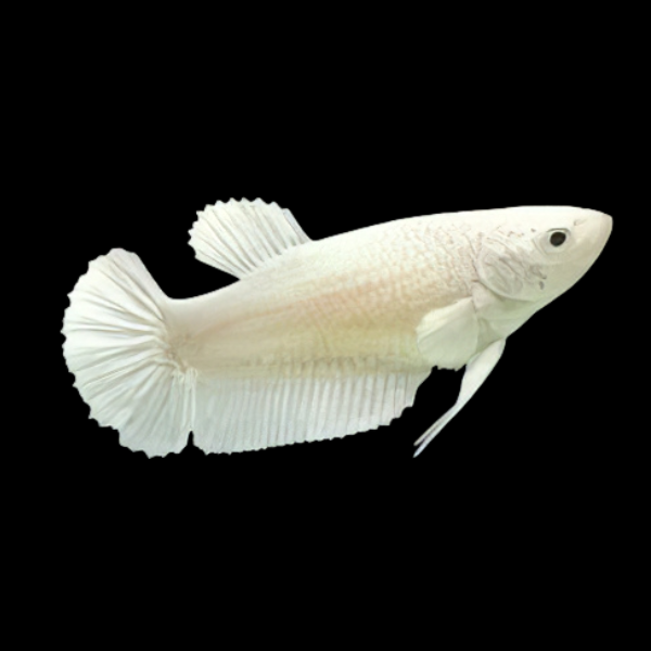 Premium Betta Female Samurai White 3cm - Real Aquatics