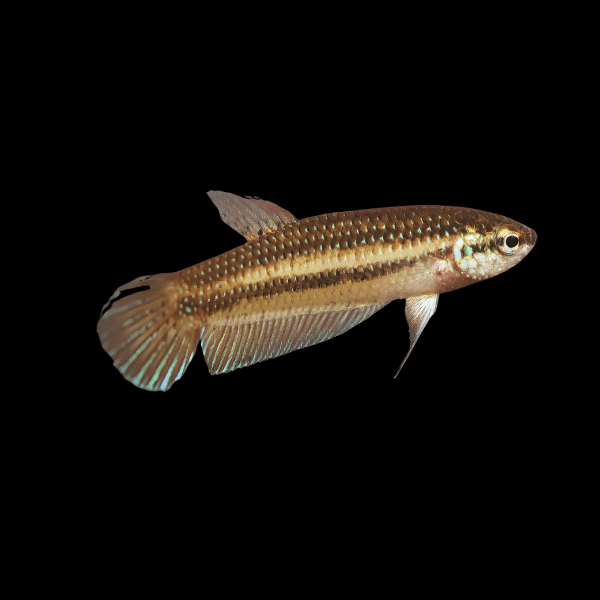 Premium Betta Female Wild Stiktos 3cm - Real Aquatics