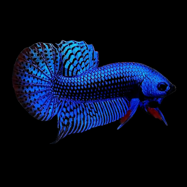 Premium Betta Male Alien Blue 3cm - Real Aquatics
