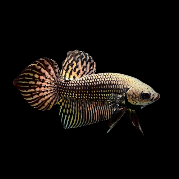 Premium Betta Male Alien Metallic 3cm - Real Aquatics