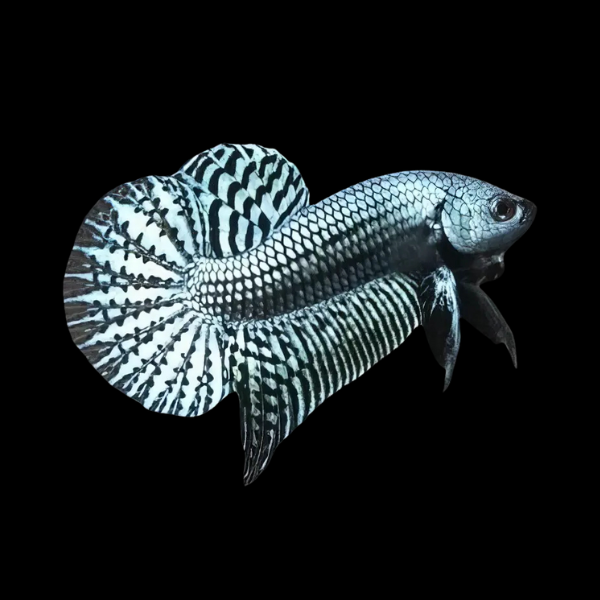 Premium Betta Male Alien Silver 3cm - Real Aquatics