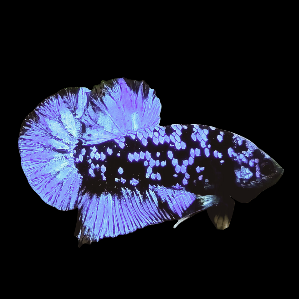Premium Betta Male Avatar Blue Base 3cm - Real Aquatics