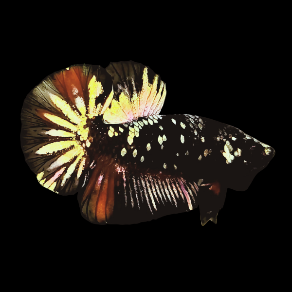 Premium Betta Male Avatar Copper Base 3cm - Real Aquatics