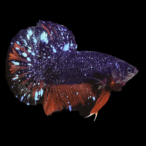 Premium Betta Male Avatar Galaxy 3cm - Real Aquatics