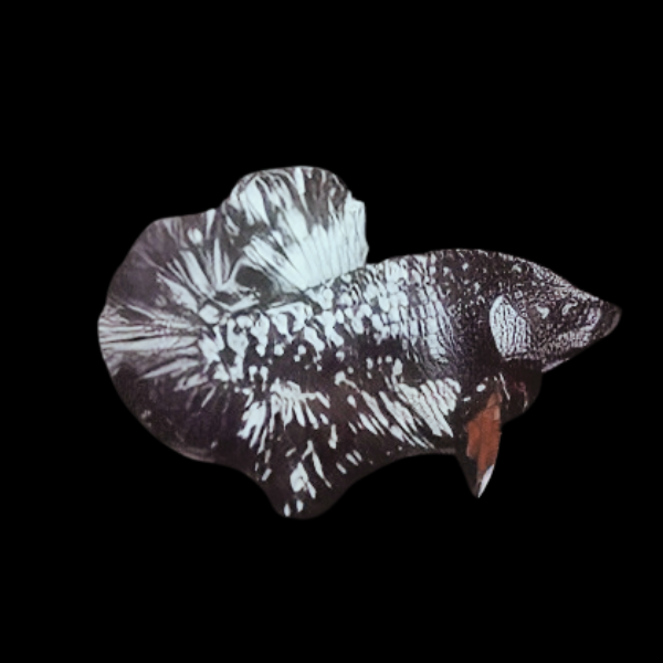 Premium Betta Male Avatar Metallic Base 3cm - Real Aquatics