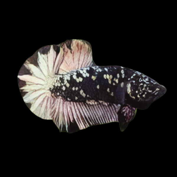 Premium Betta Male Avatar Silver Base 3cm - Real Aquatics