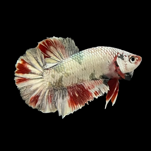 Premium Betta Male Avatar White Base 3cm - Real Aquatics