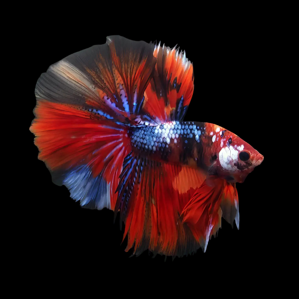 Premium Betta Male Double Tail Galaxy 3cm - Real Aquatics