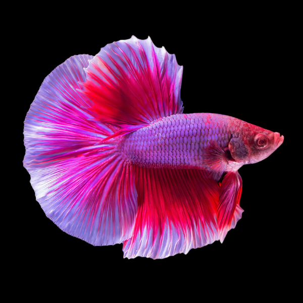 Premium Betta Male Double Tail Pink Based 3cm - Real Aquatics