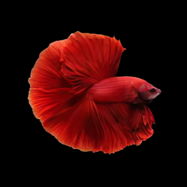 Premium Betta Male Double Tail Red Based 3cm - Real Aquatics