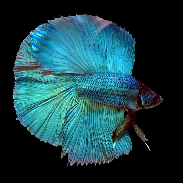 Premium Betta Male Double Tail Turquoise Based 3cm - Real Aquatics