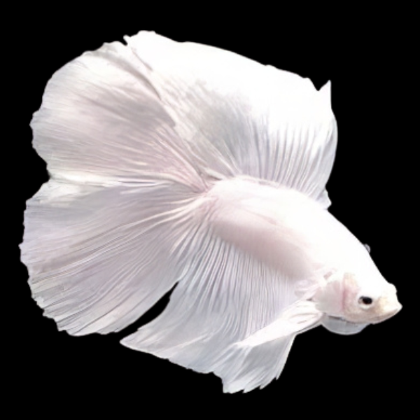 Premium Betta Male Double Tail White Based 3cm - Real Aquatics