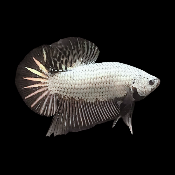 Premium Betta Male Dragon Black Based 3cm - Real Aquatics