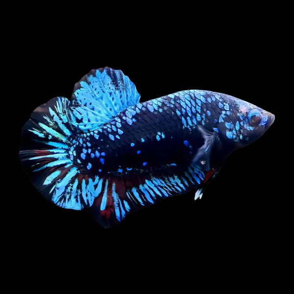 Premium Betta Male Dragon Galaxy 3cm - Real Aquatics