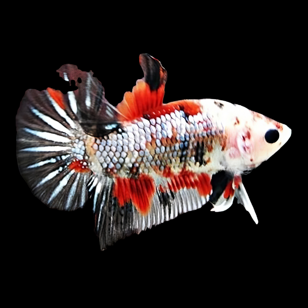 Premium Betta Male Dragon Koi 3cm - Real Aquatics