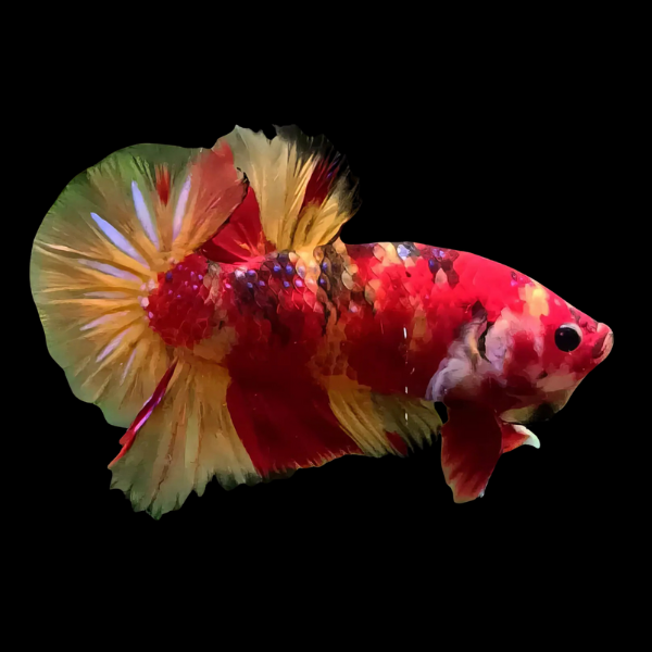 Premium Betta Male Dragon Nemo 3cm - Real Aquatics