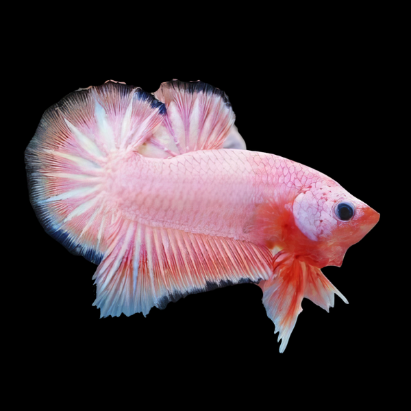 Premium Betta Male Dragon Pink Based 3cm - Real Aquatics