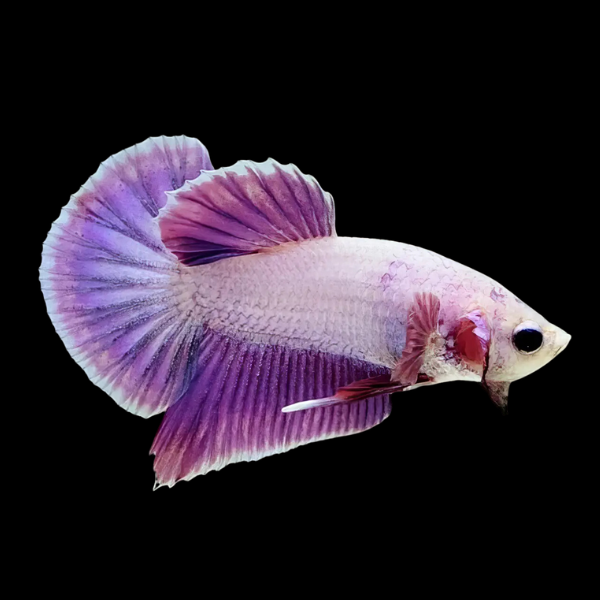 Premium Betta Male Dragon Purple Based 3cm - Real Aquatics