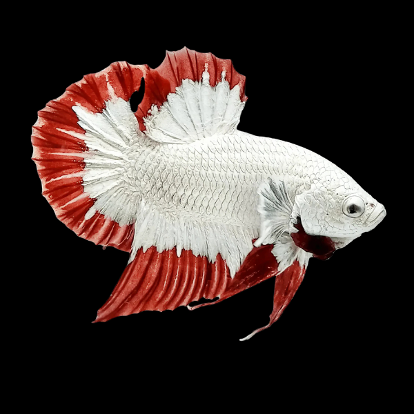 Premium Betta Male Dragon White Based 3cm - Real Aquatics