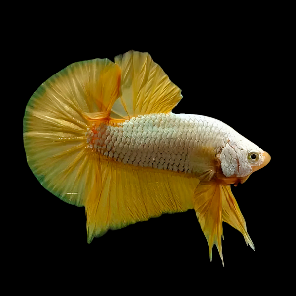 Premium Betta Male Dragon Yellow Based 3cm - Real Aquatics
