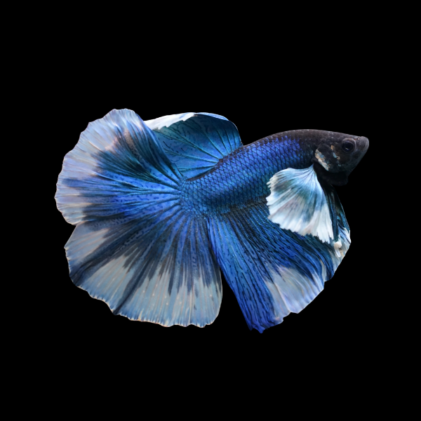 Premium Betta Male Elephant Ear Blue Based 3cm - Real Aquatics