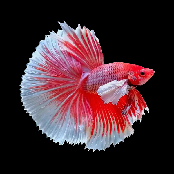 Premium Betta Male Elephant Ear Red Based 3cm - Real Aquatics
