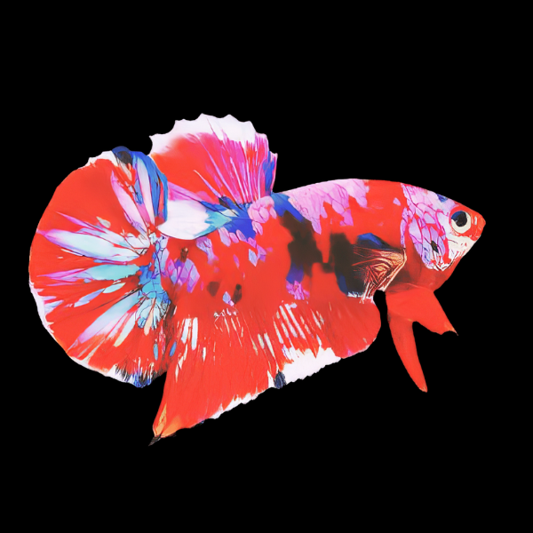 Premium Betta Male Giant Koi 6cm - Real Aquatics