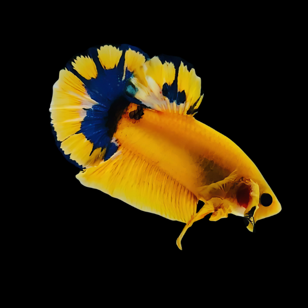 Premium Betta Male Hellboy Blue & Yellow 3cm - Real Aquatics