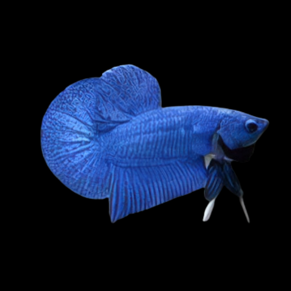 Premium Betta Male Hellboy Blue 3cm - Real Aquatics