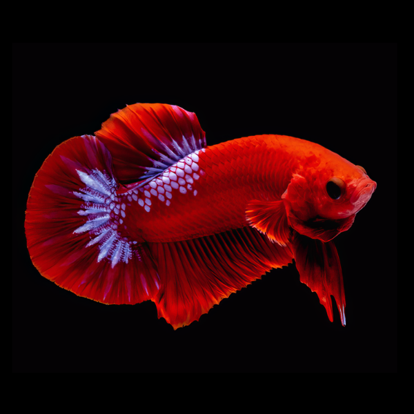 Premium Betta Male Hellboy Red 3cm - Real Aquatics