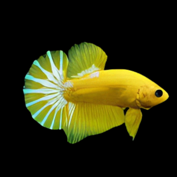 Premium Betta Male Hellboy Yellow 3cm - Real Aquatics