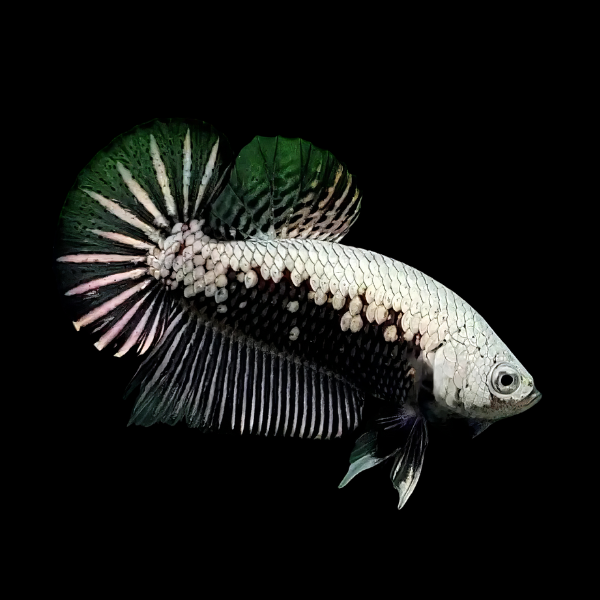 Premium Betta Male Samurai Black 3cm - Real Aquatics