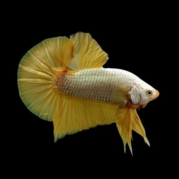 Premium Betta Male Samurai Gold 3cm - Real Aquatics