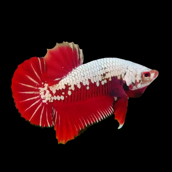 Premium Betta Male Samurai Red 3cm - Real Aquatics