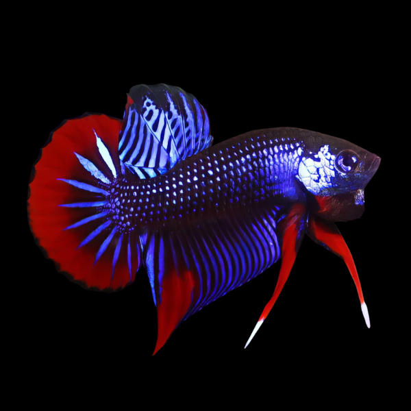 Premium Betta Male Wild Imbellis 3cm - Real Aquatics