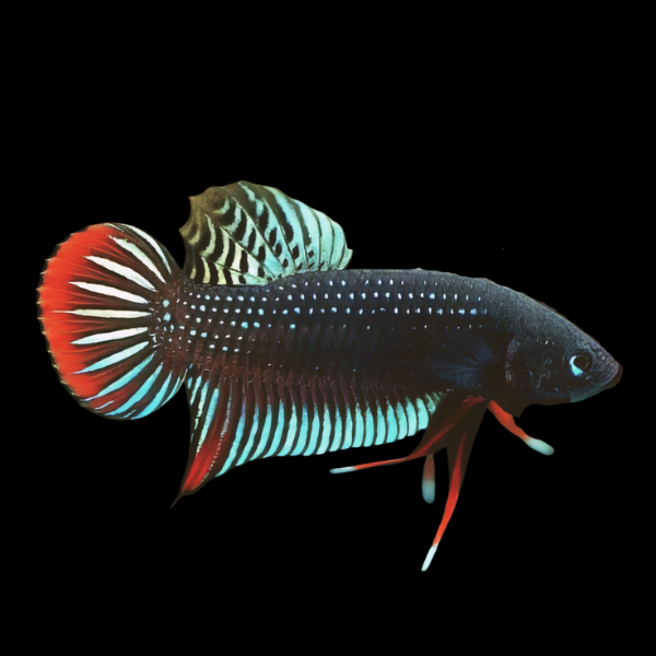 Premium Betta Male Wild Siamorientalis 3cm - Real Aquatics