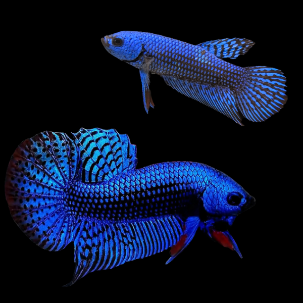 Premium Betta Pair Male & Female Alien Blue 3cm - Real Aquatics