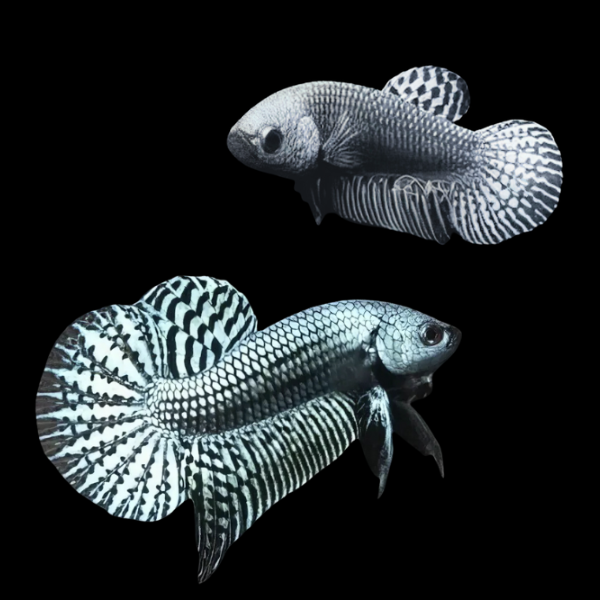 Premium Betta Pair Male & Female Alien Silver 3cm - Real Aquatics