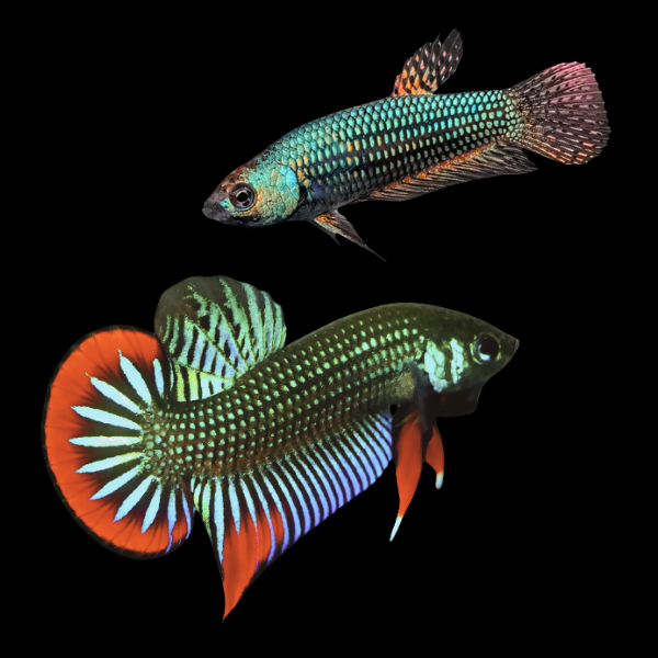 Premium Betta Pair Male & Female Alien Wild Colour 3cm - Real Aquatics