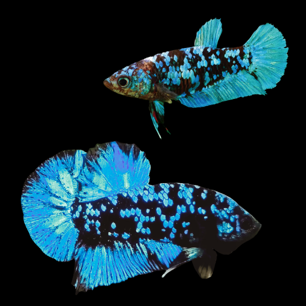 Premium Betta Pair Male & Female Avatar Blue Base 3cm - Real Aquatics
