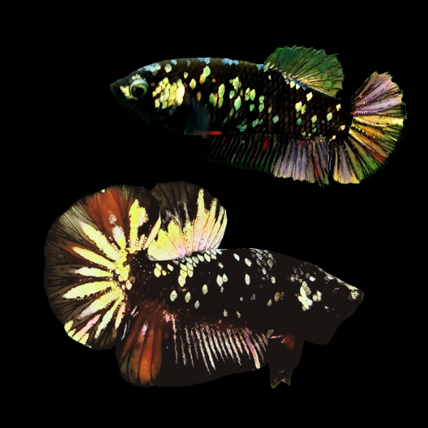 Premium Betta Pair Male & Female Avatar Copper Base 3cm - Real Aquatics