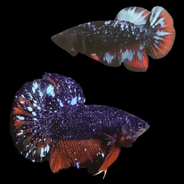 Premium Betta Pair Male & Female Avatar Galaxy 3cm - Real Aquatics