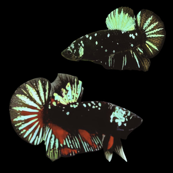 Premium Betta Pair Male & Female Avatar Green Base 3cm - Real Aquatics