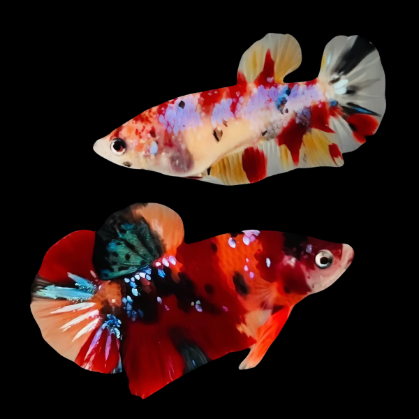 Premium Betta Pair Male & Female Double Tail Koi 3cm - Real Aquatics