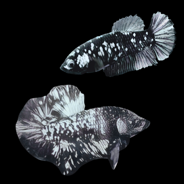 Premium Betta Pair Male & Female Avatar Metallic Base 3cm - Real Aquatics