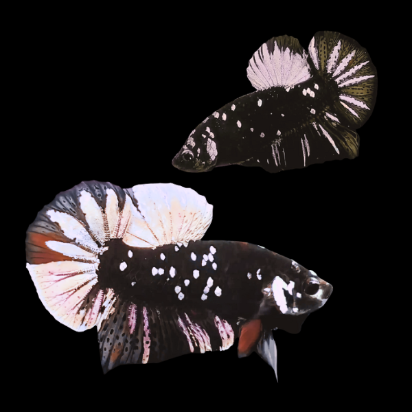 Premium Betta Pair Male & Female Avatar Pink Base 3cm - Real Aquatics