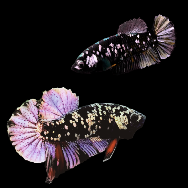 Premium Betta Pair Male & Female Avatar Purple Base 3cm - Real Aquatics